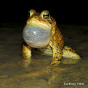 American toad