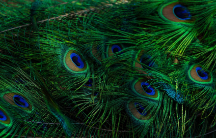 Peacock feathers small promo image