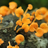 Orange Pore Fungus