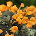 Orange Pore Fungus