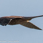 Kestrel