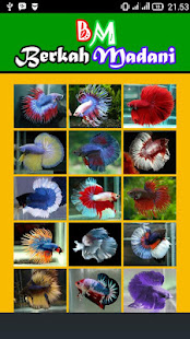 400++ Betta Fish(圖1)-速報App