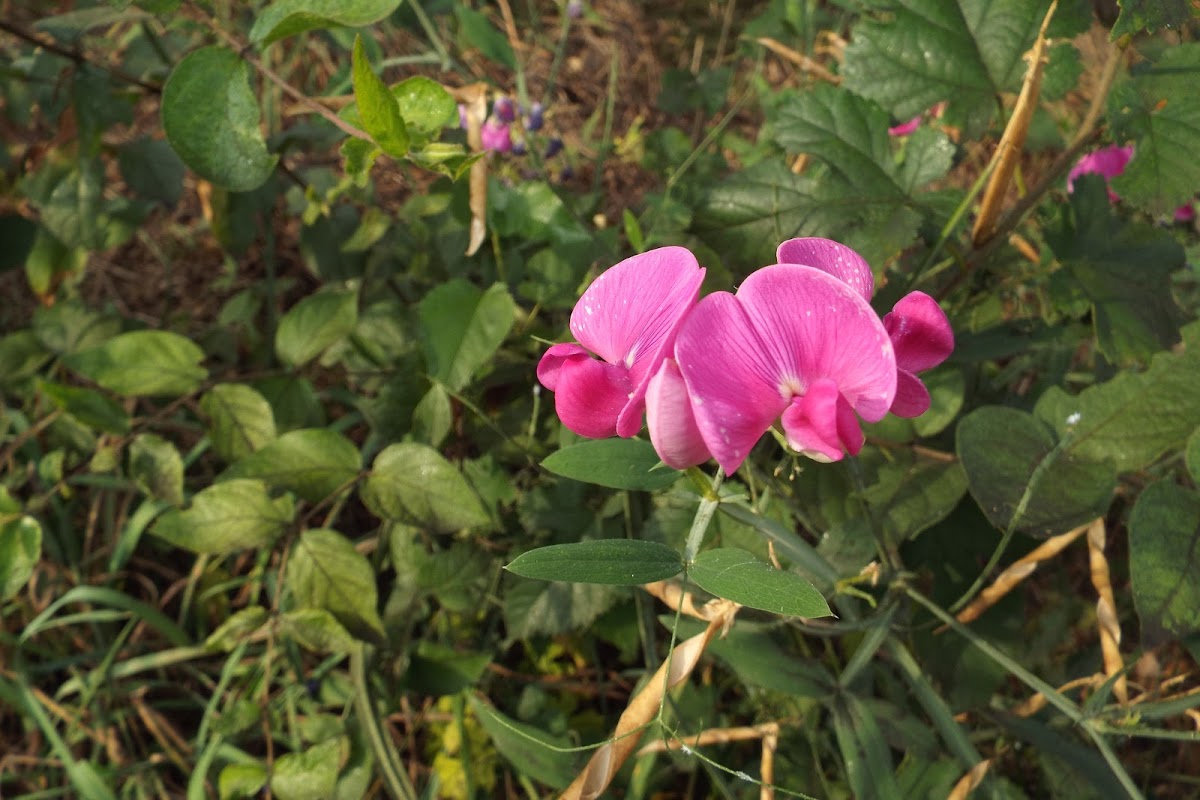 Everlasting pea