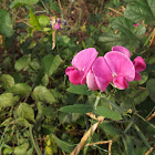 Everlasting pea