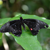 Mariposa cometa de manchas rubí