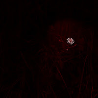 One little flower in the darkness  di 