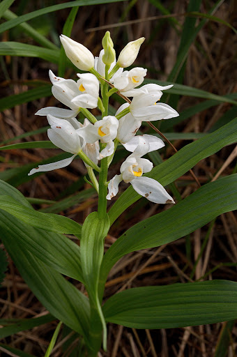 Cephalanthera longifolia