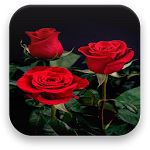 Rose Live Wallpaper Apk