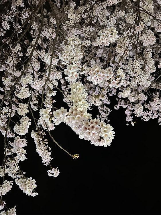 アクアのアクア乗りさんと繋がりたい・桜とコラボ🌸・サクラと愛車・夜桜・さくらの山公園に関するカスタム事例の投稿画像5枚目