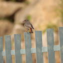 Black Redstart