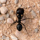 Ant