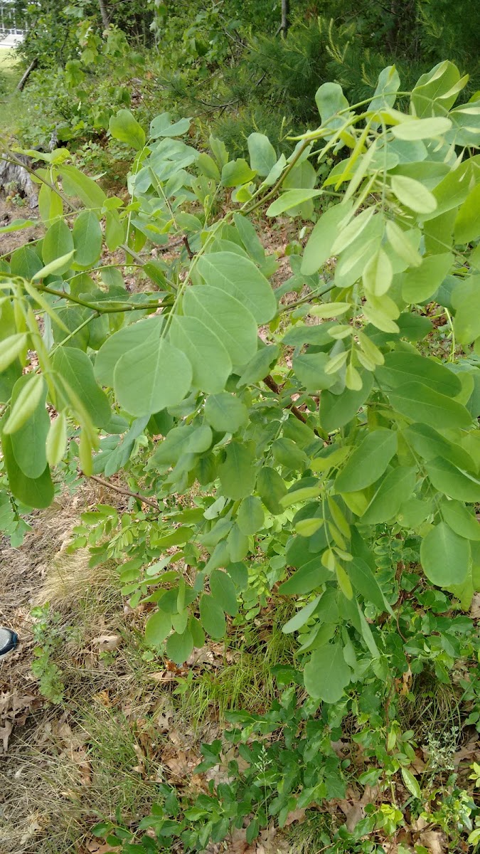 Black Locust