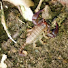 Small wood scorpion