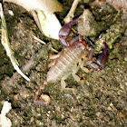 Small wood scorpion