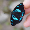 brush-footed butterfly