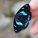 brush-footed butterfly