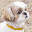 Shih Tzu Themes & New Tab