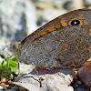 Wall Brown