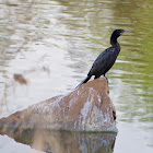 Double-crested Cormorant