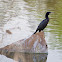 Double-crested Cormorant