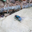 Bluebottle fly