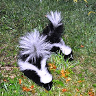 Striped Skunks