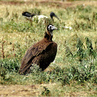 Hooded Vulture