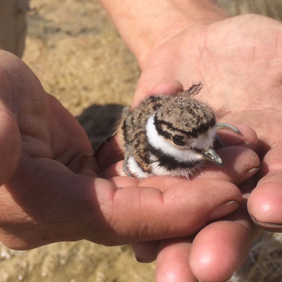 Killdeer