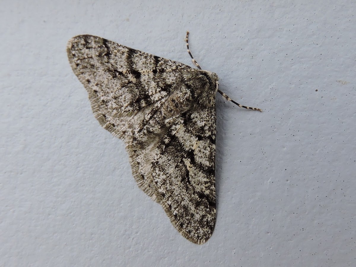 Half-Wing Moth