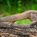 Bengal Monitor Lizard, Sri Lankan Land Monitor lizard, common Indian monitor