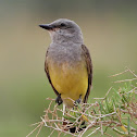 Western kingbird