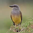 Western kingbird