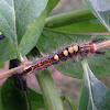 Rusty Tussock Moth