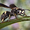 Weevil wasp