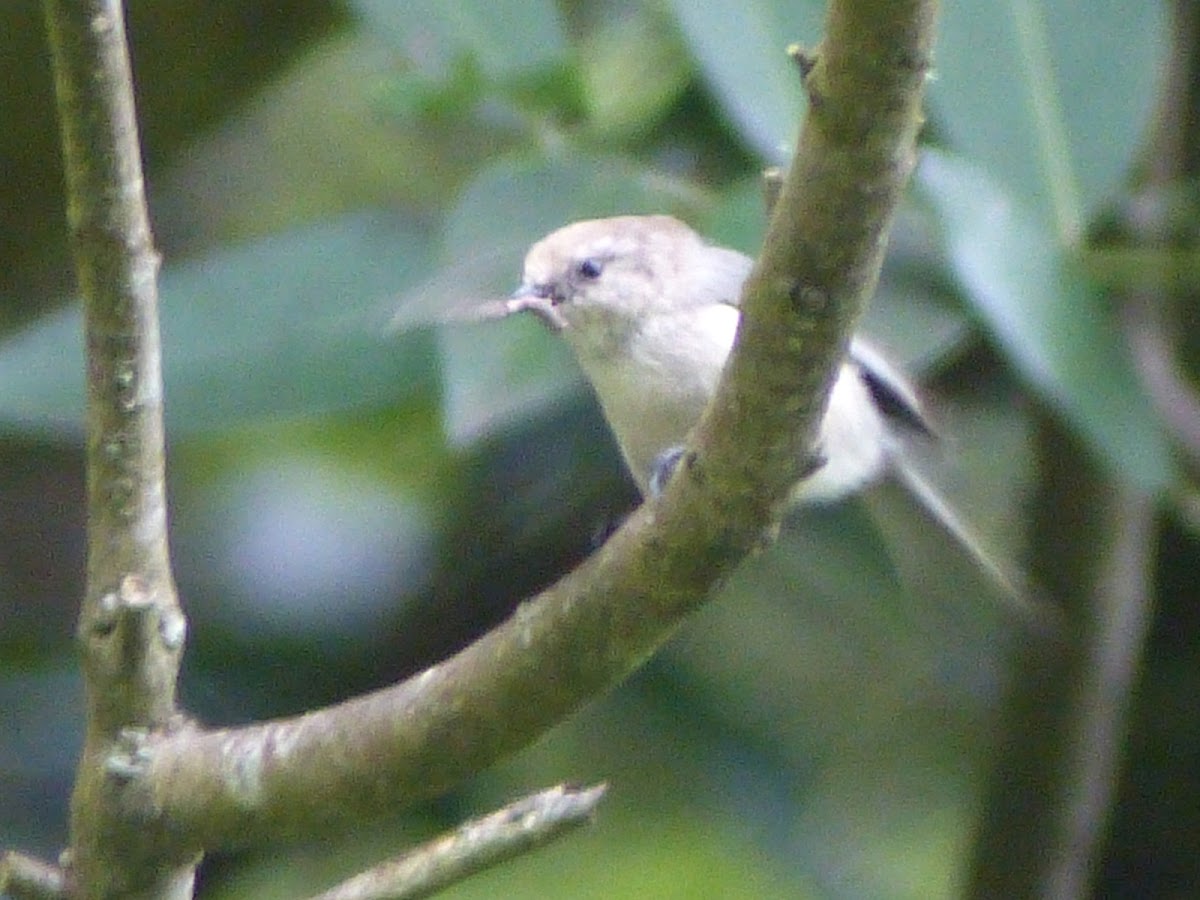 Bushtit