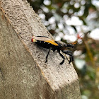 Assassin bug