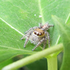 Heavy Jumping Spider