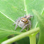 Heavy Jumping Spider