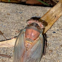 Cicada Sp