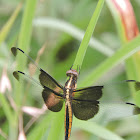 Common Whitetail Dragonfly