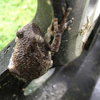 Gray/Cope's Gray Tree Frog