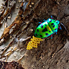 JEWEL BUG