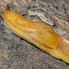 Dusky Slug