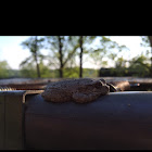 Cope's Gray Tree frog