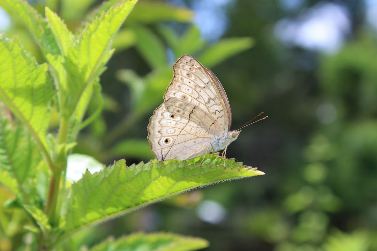 Grey Pansy