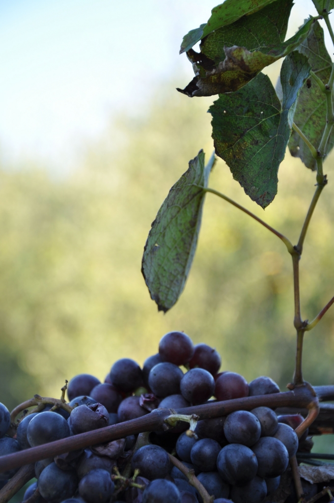 La mia uva è biodiversa di marcodella