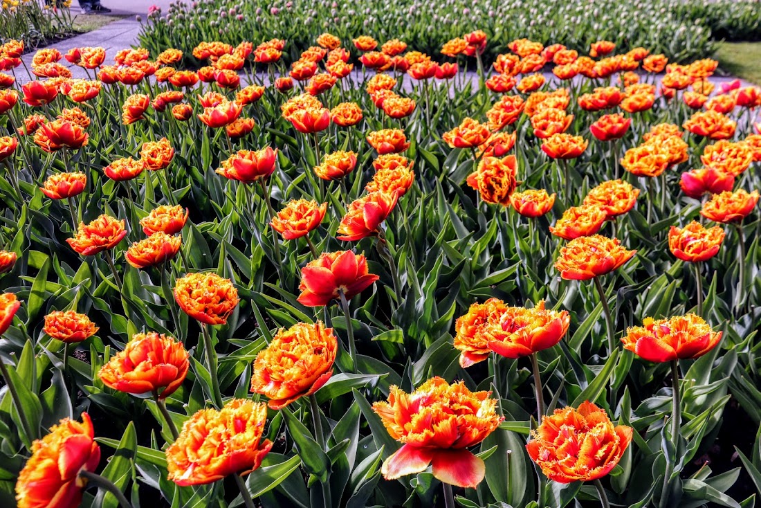 Парк Keukenhof, Ouddorp и Rotterdam "на закуску" - апрель 2017