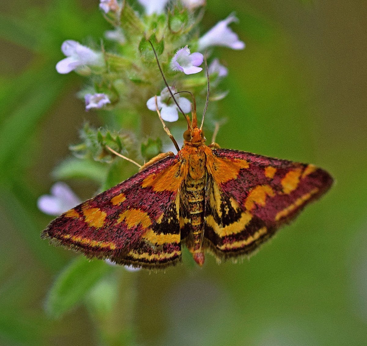 Common Purple and Gold