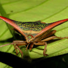 Ornate Shield Bug