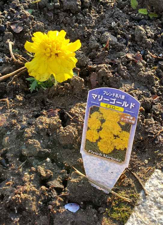 MPVの北海道○○くま連合協会に賛同・イケメンじゃないイタイメンのクッキング・角煮とらふてぃの違いは？・禁断の果実？・コロナに負けるな！に関するカスタム事例の投稿画像9枚目